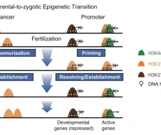 颉伟组与孟安明组在《分子细胞》发表斑马鱼配子及早期胚胎组蛋白修饰重编程研究