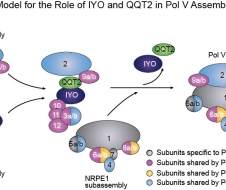 清华大学生命科学学院戚益军研究组在《植物细胞》期刊（The Plant Cell）发表论文报道拟南芥MINIYO（IYO）和QUATRE-QUART 2（QQT2）在RNA聚合酶Pol II, Pol IV和Pol V的组装过程中的重要作用