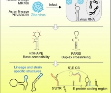 张强锋课题组／谭旭课题组解析寨卡病毒基因组RNA二级结构图谱并发现调控RNA病毒传播的新型分子机制