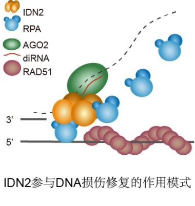 戚益军研究组在《The Plant Cell》发表论文报道diRNA介导DNA损伤修复的新机制