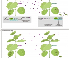 生命学院刘玉乐课题组揭示水杨酸甲酯介导的植物气传性免疫的分子机制及病毒的反防御机制