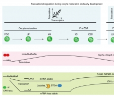 生命学院颉伟与中科院动物所李磊合作揭示哺乳动物卵子以及早期胚胎翻译