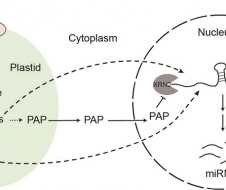 戚益军研究组在《发育细胞》（Developmental Cell）发表论文报道叶绿体逆行信号调控拟南芥microRNA生成的重要机制