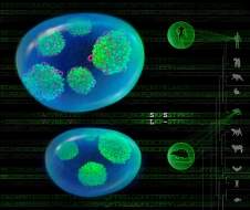 杨雪瑞课题组发现长非编码RNA LETN控制细胞核仁形态与功能活性的关键作用