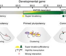 清华大学颉伟组在《自然-遗传》报道哺乳动物早期胚胎多能性谱系独特的染色质状态及其分子机制与功能