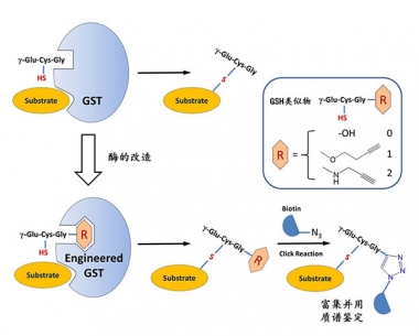 邓海腾研究组在《Angewandte Chemie 》上发表学术论文 阐述发展谷胱甘肽修饰组学的方法