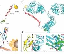 邓海腾课题组在《化学科学》发表研究论文报道新型多肽分子DCAF可以特异性阻断抗体的攻击