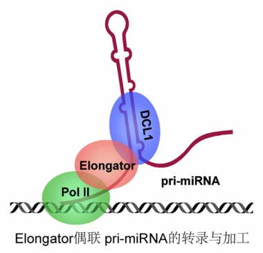戚益军研究组在Nature Plants发表论文报道Elongator复合体在偶联miRNA前体的转录和加工过程中的重要作用