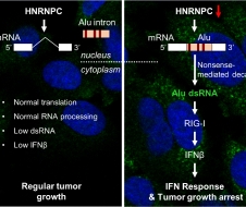杨雪瑞研究组在The EMBO Journal报道RNA异常剪接激活乳腺癌细胞内免疫反应及其分子机制