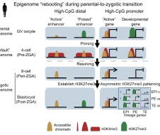 生命学院颉伟与郑州大学第一附属医院孙莹璞/徐家伟科研团队合作揭示人类早期胚胎组蛋白修饰重编程过程