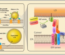 李蓬课题组在《Journal of Cell Biology》发表论文报道Rab18通过介导脂滴-内质网接触位点形成进而促进脂滴成熟与生长的分子机制