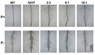 刘栋课题组在PLoS Genetics上发表论文阐述乙烯介导的低磷胁迫诱导根毛形成的分子机制