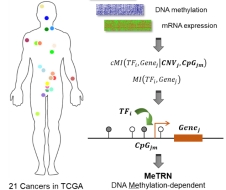 生命学院杨雪瑞课题组通过多组学大数据分析全面阐述DNA甲基化组参与的肿瘤基因表达调控网络