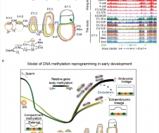 颉伟研究组在《自然-遗传》杂志发表长文 报道哺乳动物早期胚胎谱系特异表观基因组的建立过程及动态调控