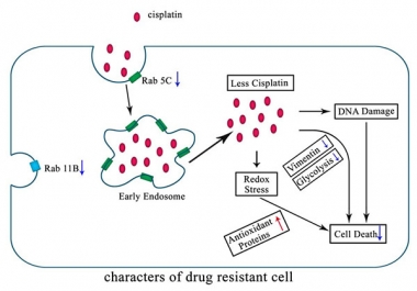邓海腾研究组在《Molecular &amp; Cellular Proteomics》上发表论文阐述卵巢癌细胞的耐药机制。
