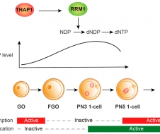 生命学院颉伟团队与合作者揭示THAP1为调控小鼠胚胎第一次DNA复制的母源效应因子