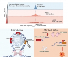 李寅青、张学工团队发现基因编辑表观遗传风险，提出新策略