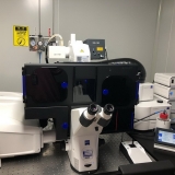 快速超分辨激光共聚焦显微镜 Zeiss LSM980 Airyscan2